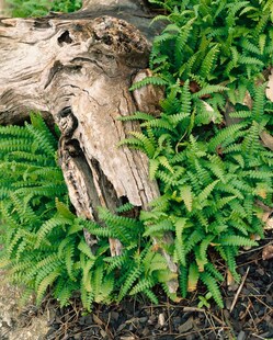 Blechnum penna-marina, Zwergfarn, ca. 9x9 cm Topf 
