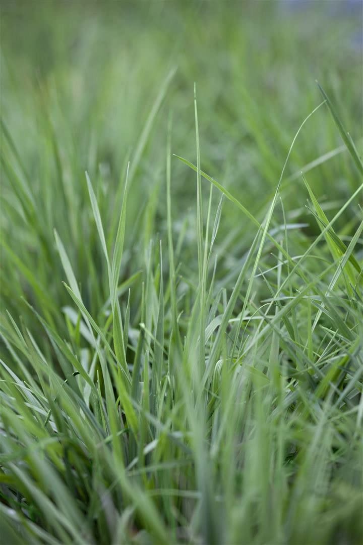 Briza media, Zittergras, ca. 9x9 cm Topf 