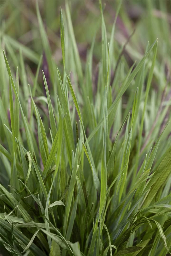 Briza media 'Limouzi', Zittergras, ca. 9x9 cm Topf 