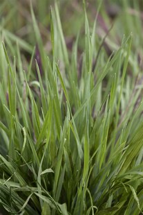 Briza media 'Limouzi', Zittergras, ca. 9x9 cm Topf 
