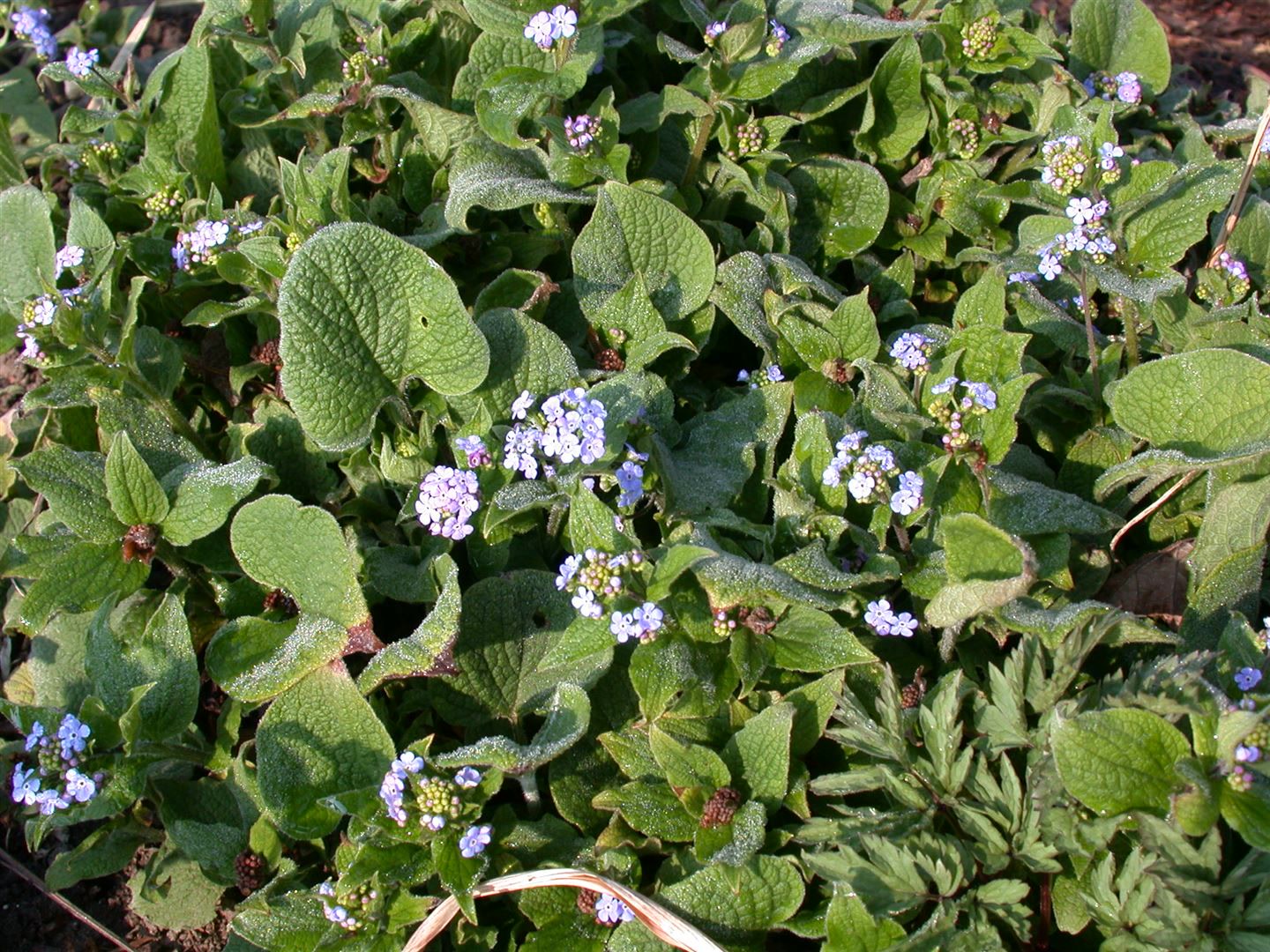 Brunnera macrophylla 'Langtrees', Kaukasusvergissmeinnicht, ca. 9x9 cm Topf 