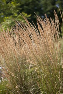 Calamagrostis x acutiflora 'Karl Foerster', Reitgras, ca. 9x9 cm Topf 