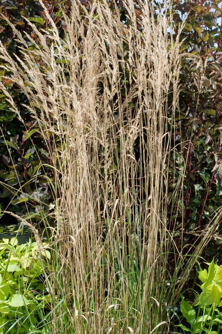 Calamagrostis x acutiflora 'Overdam', Ziergras, ca. 9x9 cm Topf 