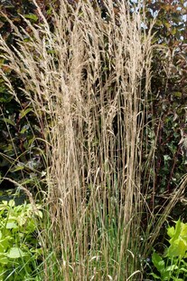 Calamagrostis x acutiflora 'Overdam', Ziergras, ca. 9x9 cm Topf 
