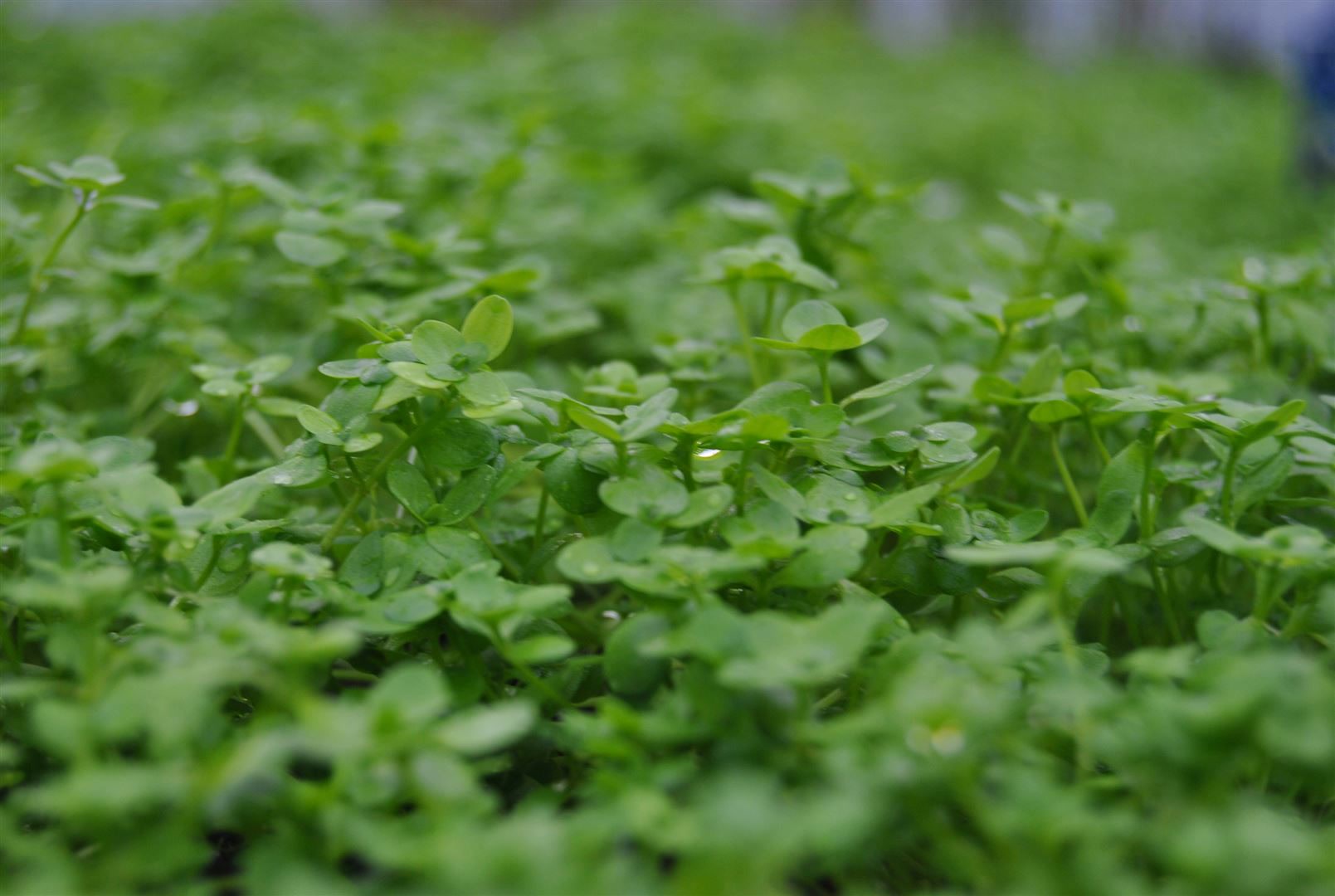Callitriche palustris, Wasserstern, ca. 9x9 cm Topf 