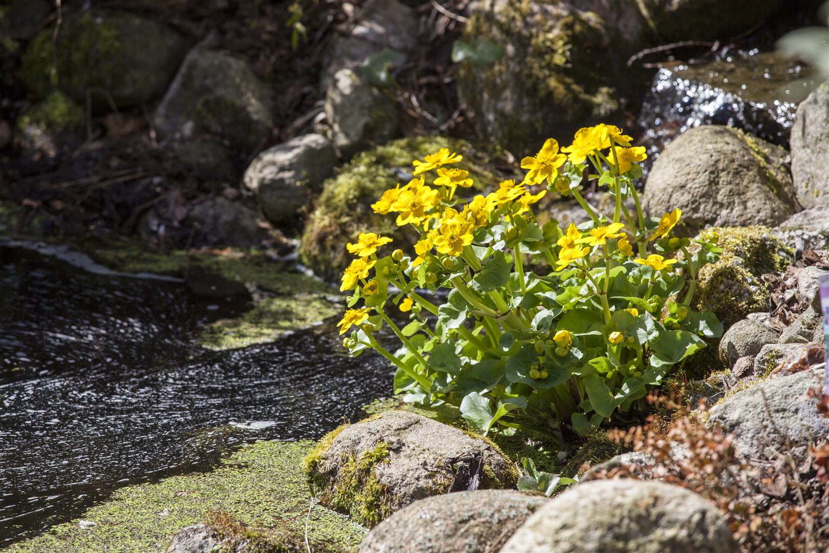 Caltha palustris, Sumpfdotterblume, leuchtend gelb, ca. 9x9 cm Topf 