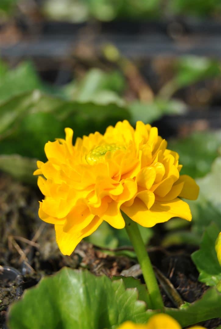 Caltha palustris 'Multiplex', Sumpfdotterblume, gef&uuml;llt, ca. 9x9 cm Topf 