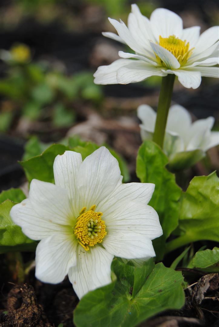 Caltha palustris var.alba, Sumpfdotterblume, wei&szlig;, ca. 9x9 cm Topf 