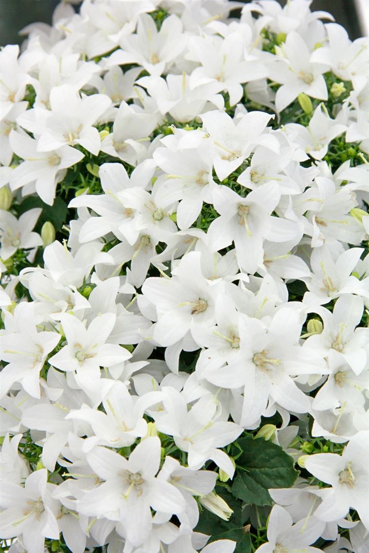 Campanula cochleariif.'Bavar.White', Glockenblume, wei&szlig;, ca. 9x9 cm Topf 