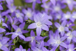 Campanula garganica 'Erinus Major', Glockenblume, blau, ca. 9x9 cm Topf 