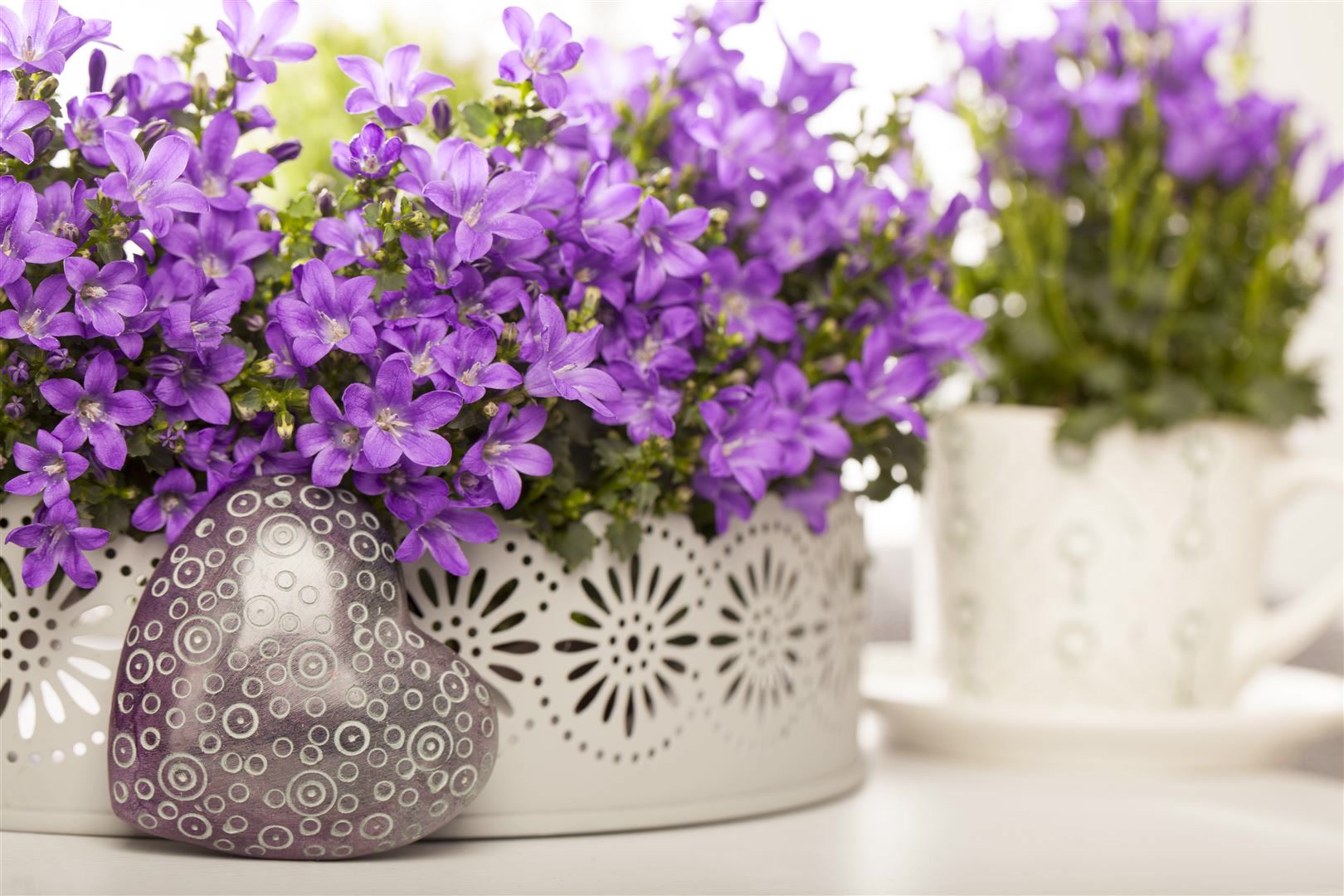 Campanula portenschlagiana, Polsterglockenblume, violett, ca. 9x9 cm Topf 