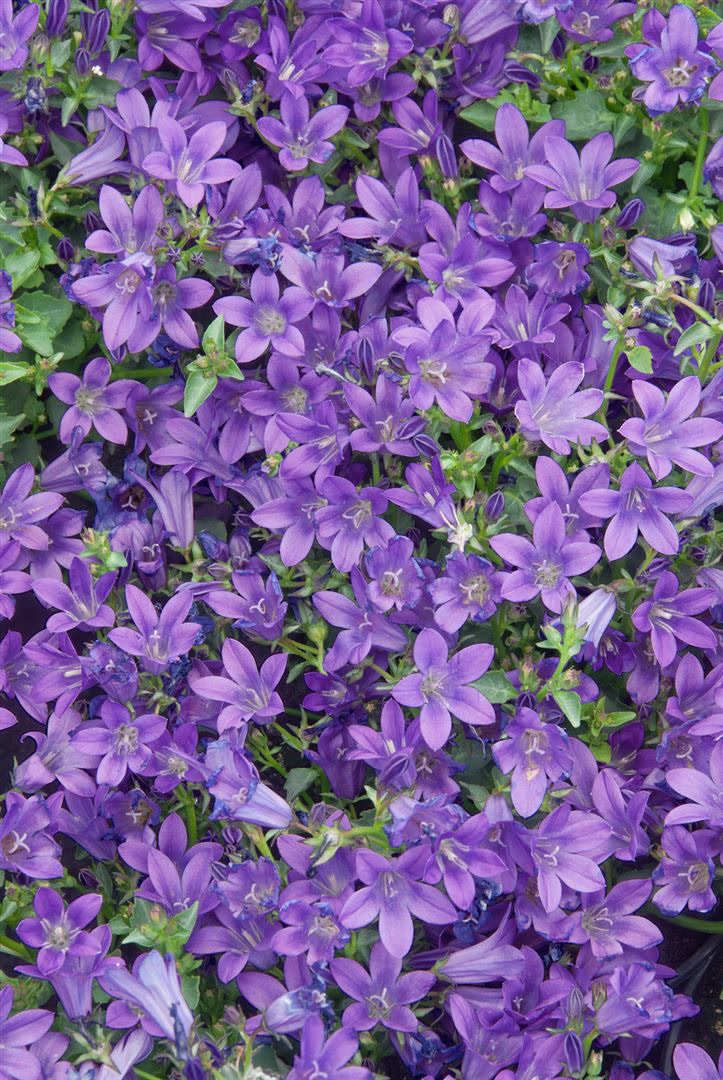 Campanula portenschlagiana 'Resholt', Polsterglockenblume, ca. 9x9 cm Topf 