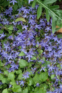 Campanula poscharskyana 'Trollkind', Polsterglockenblume, ca. 9x9 cm Topf 
