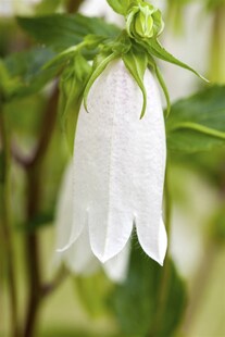 Campanula punctata, Glockenblume, rosa, ca. 9x9 cm Topf 