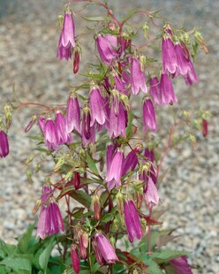 Campanula punctata 'Rubriflora', Glockenblume, rot, ca. 9x9 cm Topf 