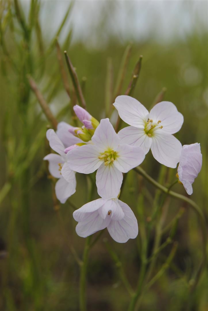 Cardamine pratensis, Wiesenschaumkraut, zartrosa, ca. 9x9 cm Topf - Bild 1