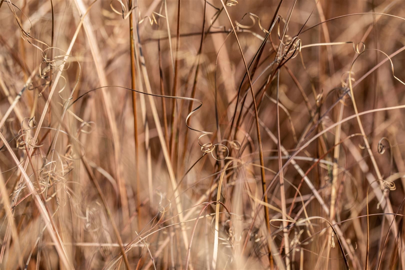 Carex comans 'Bronze', Ziergras, bronzefarben, ca. 9x9 cm Topf 