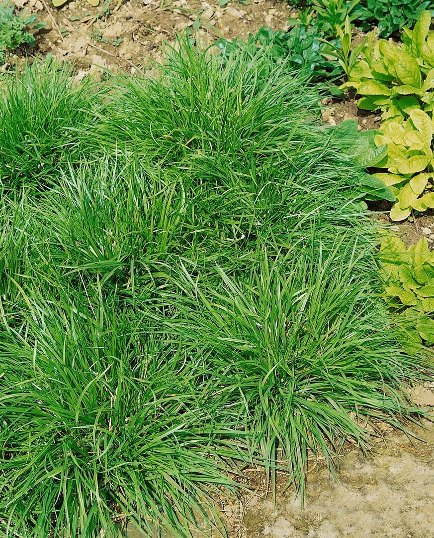 Carex flava, Gelb-Segge, ca. 9x9 cm Topf 