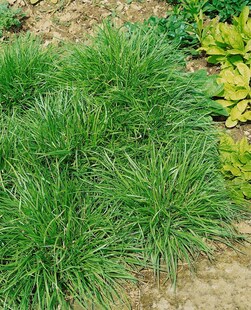 Carex flava, Gelb-Segge, ca. 9x9 cm Topf 