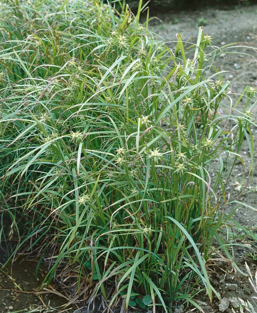 Carex grayi, Morgenstern-Segge, ca. 9x9 cm Topf 