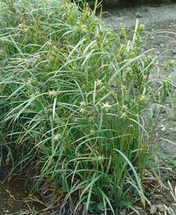 Carex grayi, Morgenstern-Segge, ca. 9x9 cm Topf 