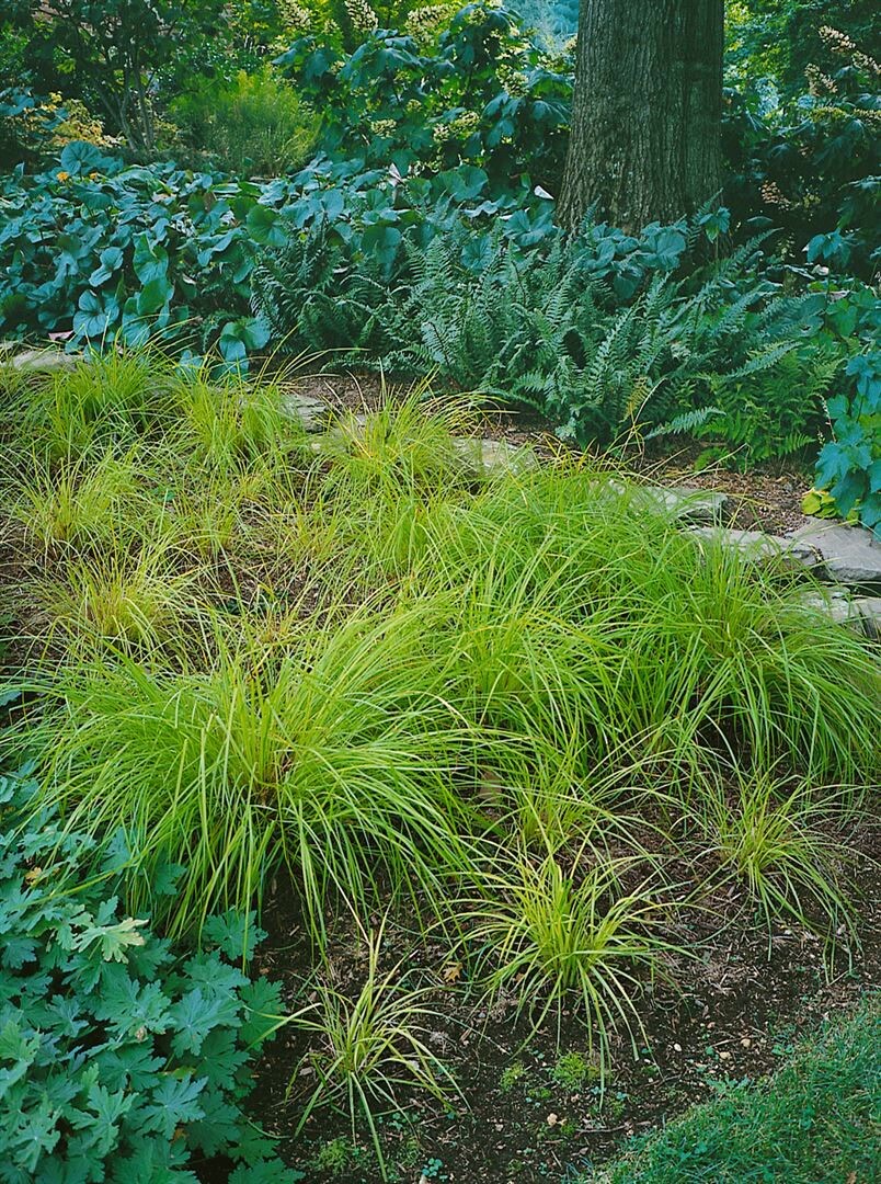 Carex montana 'Raureif', Berg-Segge, gr&uuml;n, ca. 9x9 cm Topf 