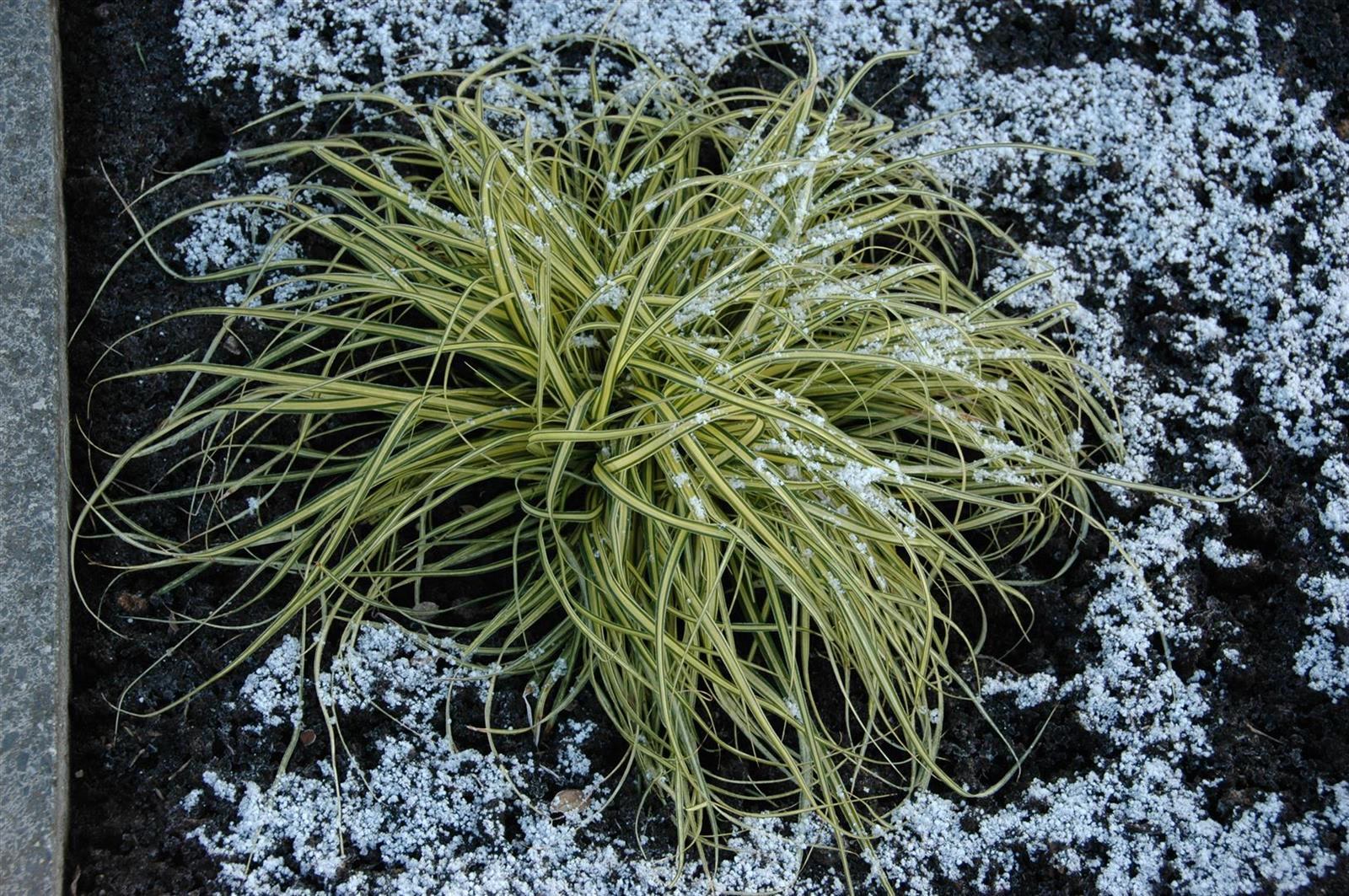 Carex morrowii 'Aureovariegata', Japan-Segge, gelb-gr&uuml;n, ca. 9x9 cm Topf 
