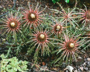 Carlina acaulis ssp. simplex, Silberdistel, ca. 9x9 cm Topf 