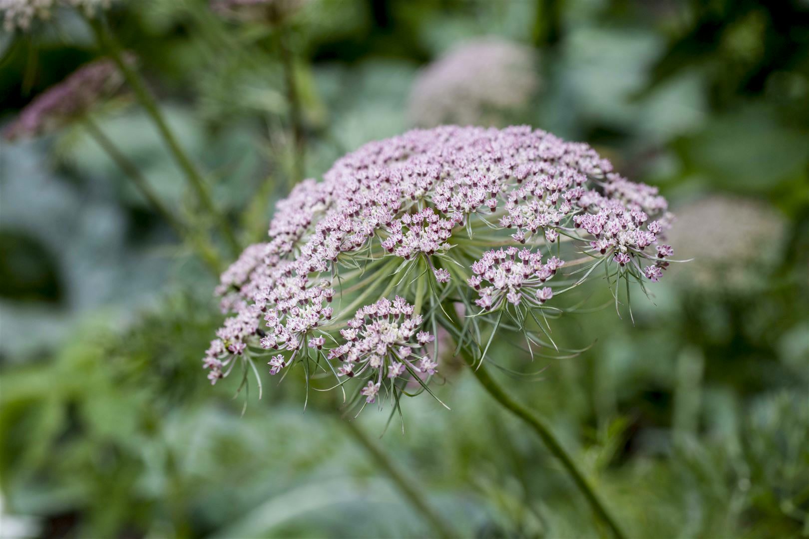 Carum carvi, K&uuml;mmel, aromatisch, ca. 9x9 cm Topf 