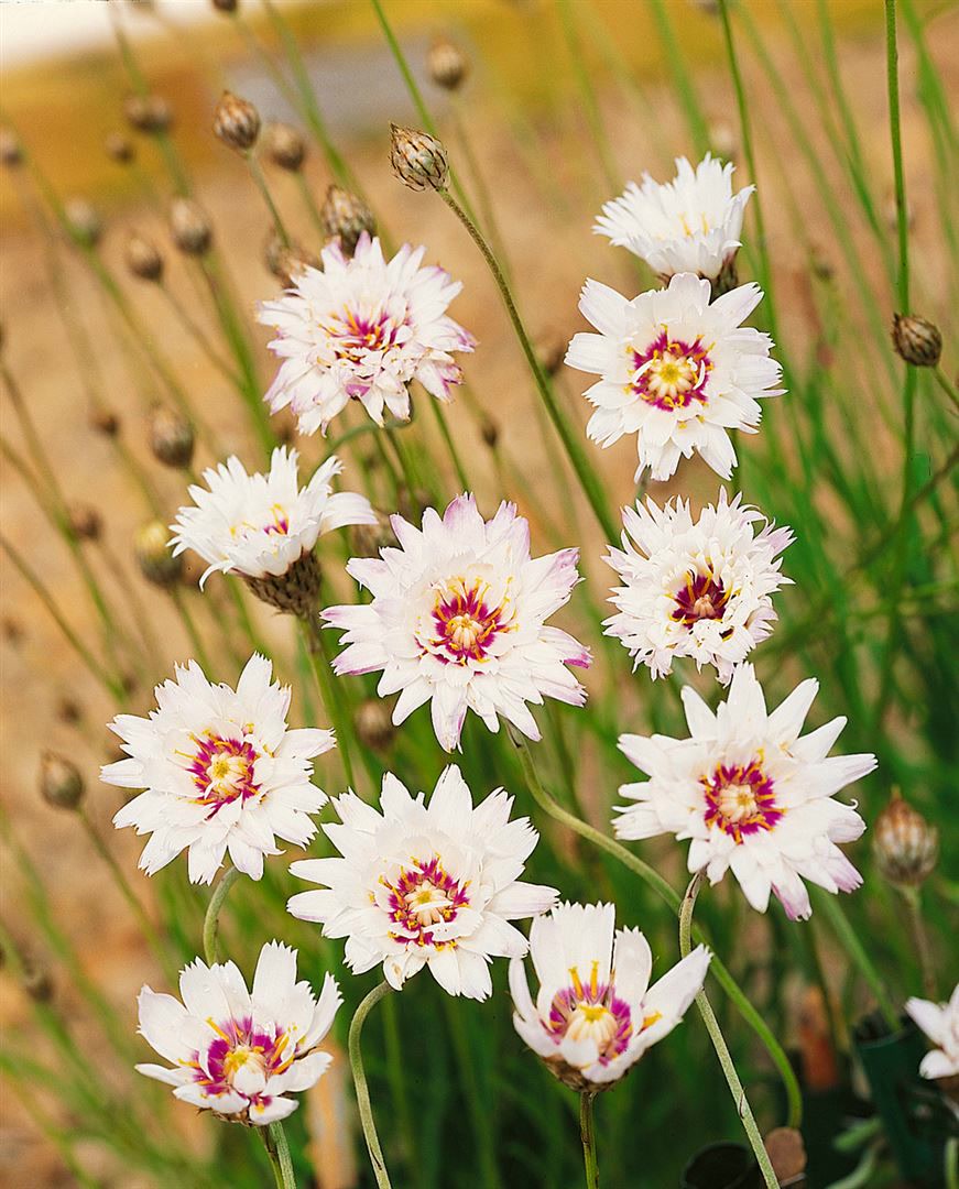 Catananche caerulea 'Alba', wei&szlig;e Bl&uuml;ten, ca. 9x9 cm Topf 