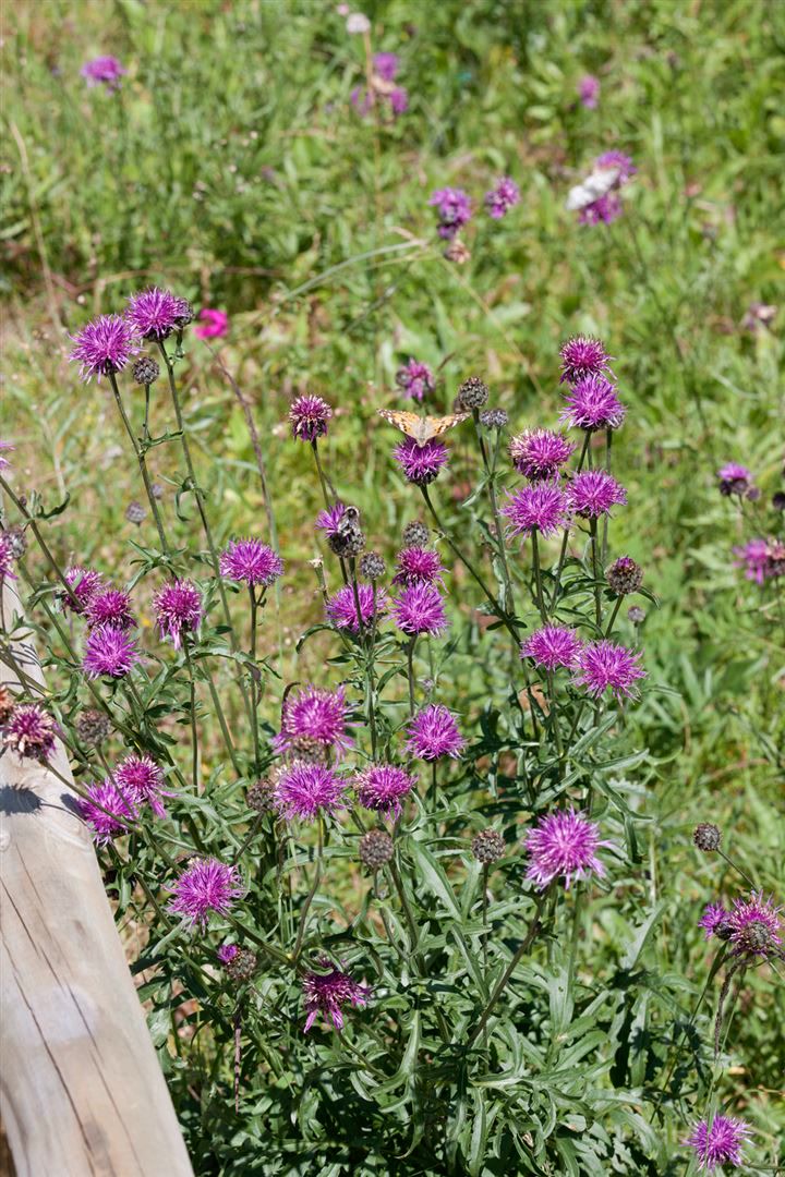 Centaurea bella, Berg-Flockenblume, ca. 9x9 cm Topf 