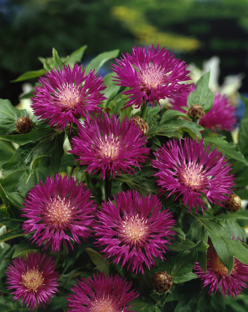 Centaurea dealbata, Flockenblume, rosa Bl&uuml;ten, ca. 9x9 cm Topf 