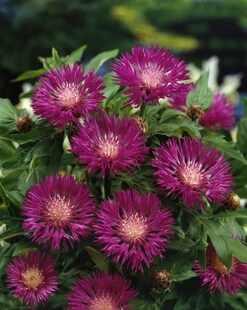Centaurea dealbata, Flockenblume, rosa Blüten, ca. 9x9 cm Topf 