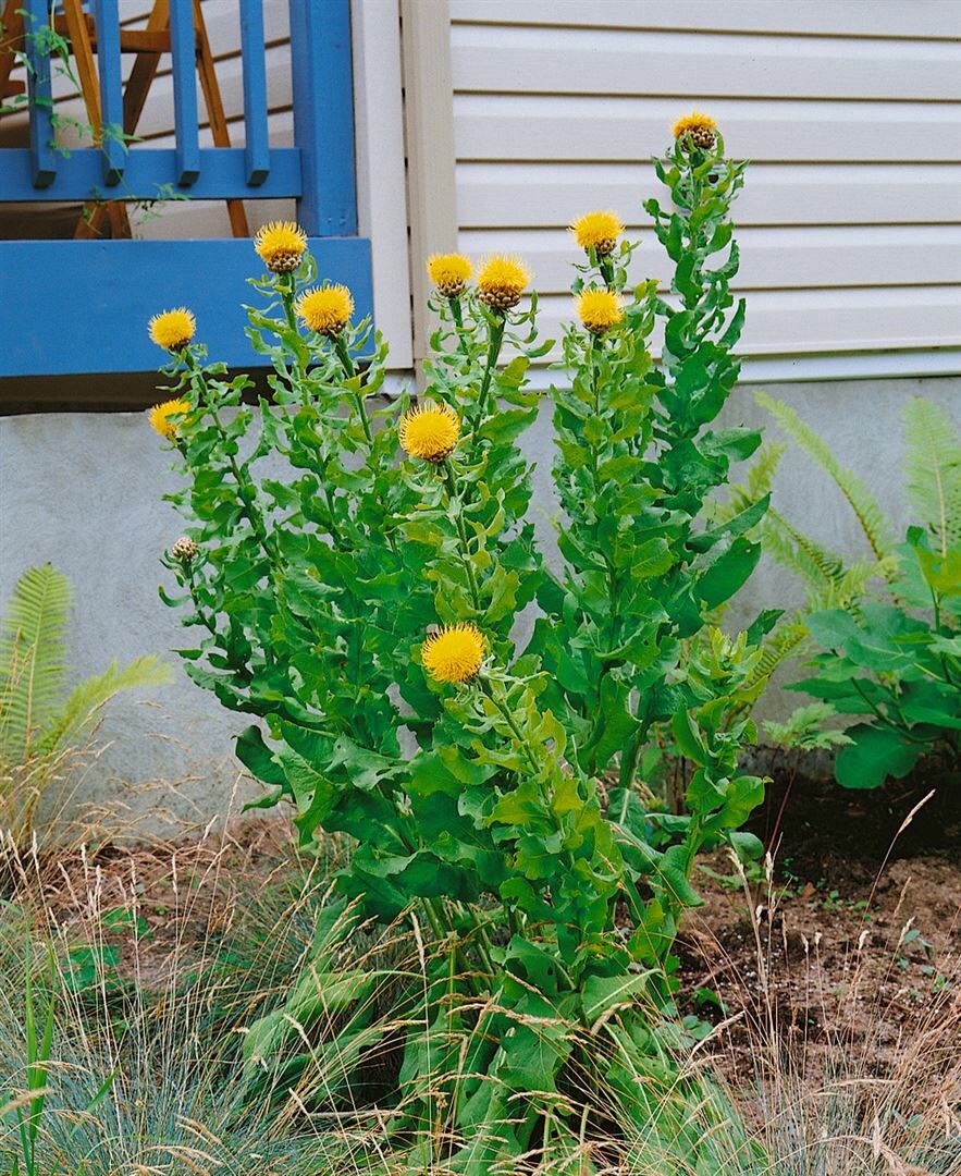 Centaurea macrocephala, Riesen-Flockenblume, gelb, ca. 9x9 cm Topf 