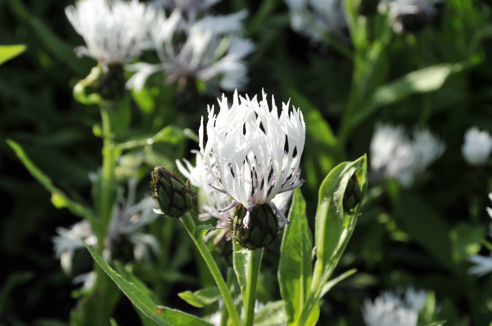 Centaurea montana 'Alba', Berg-Flockenblume, wei&szlig;, ca. 9x9 cm Topf 