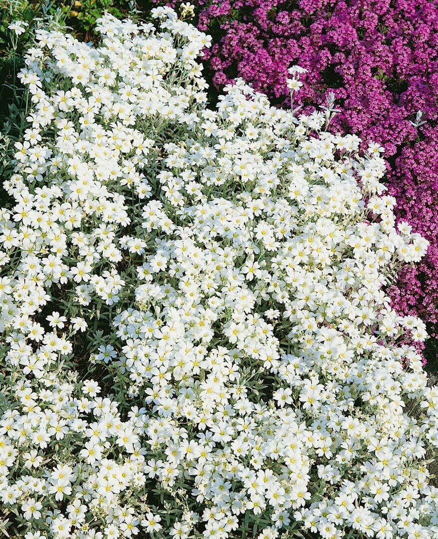 Cerastium tomentosum 'Silberteppich', Hornkraut, silbrig, ca. 9x9 cm Topf 