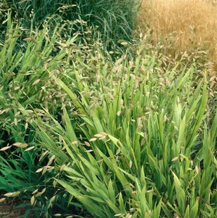 Chasmanthium latifolium, Plattährengras, ca. 9x9 cm Topf 