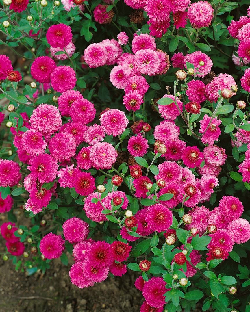 Chrysanthemum x hort.'Anastasia', Chrysantheme, ca. 9x9 cm Topf 