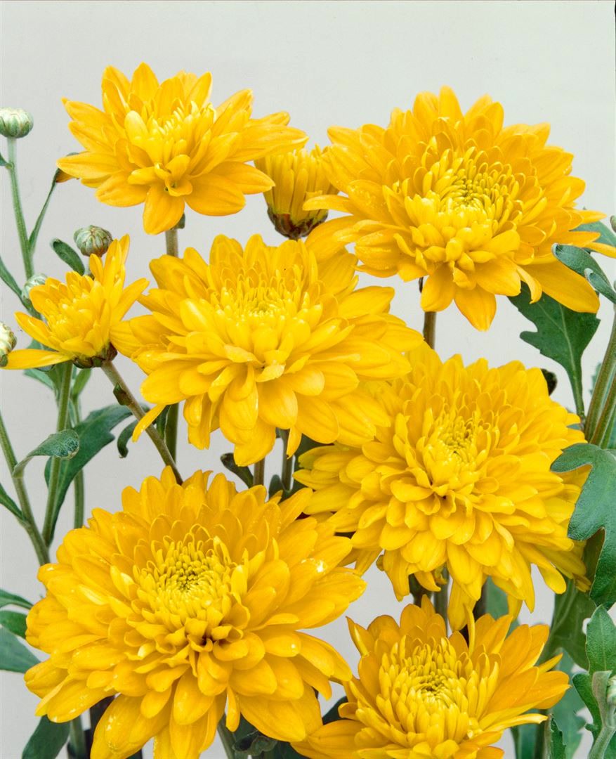 Chrysanthemum x hort.'Bienchen', Chrysantheme, gelb, ca. 9x9 cm Topf 