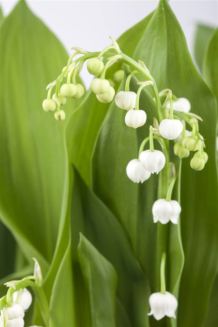 Convallaria majalis, Maigl&ouml;ckchen, wei&szlig;, ca. 9x9 cm Topf 