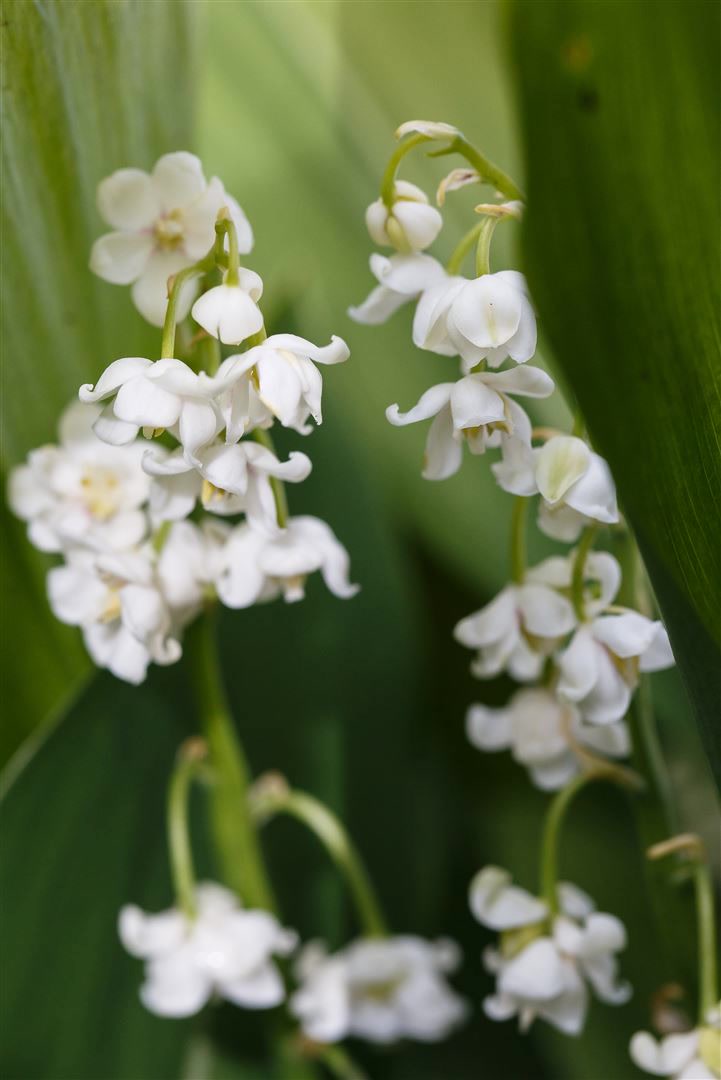 Convallaria majalis 'Pleniflora', Maigl&ouml;ckchen, gef&uuml;llt, ca. 9x9 cm Topf 