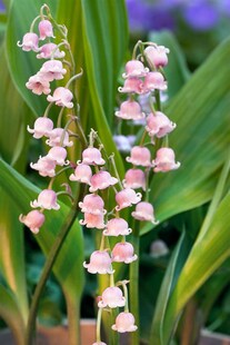 Convallaria majalis 'Rosea', Maiglöckchen, rosa, ca. 9x9 cm Topf 
