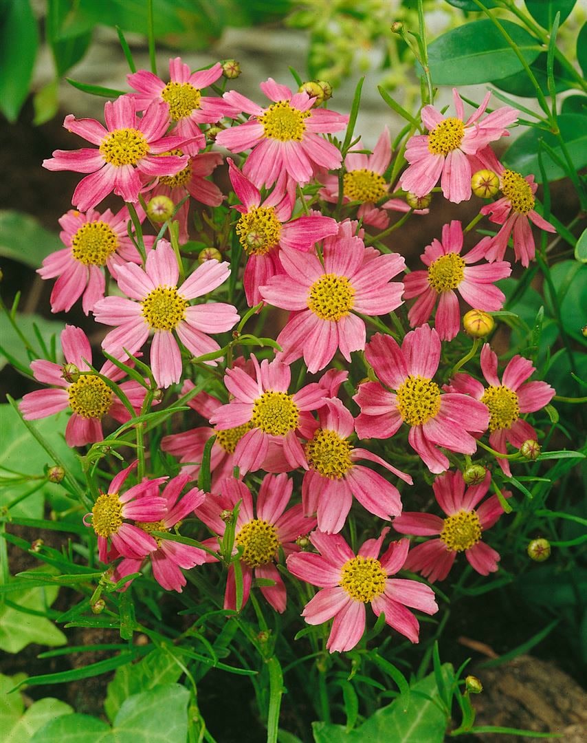 Coreopsis rosea 'American Dream', rosa, ca. 9x9 cm Topf 