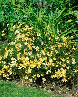 Coreopsis verticillata 'Moonbeam', Mädchenauge, hellgelb, ca. 9x9 cm Topf 