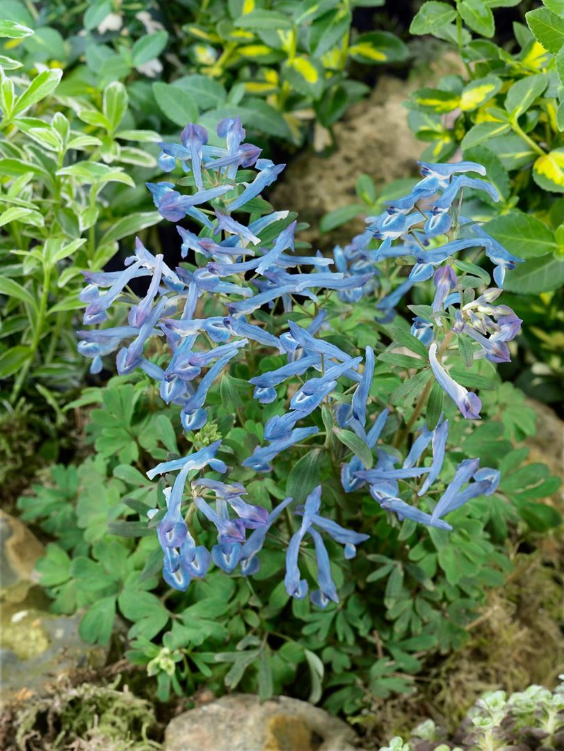 Corydalis elata 'Blue Summit', Lerchensporn, blau, ca. 9x9 cm Topf 