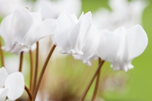 Cyclamen hederifolium 'Album', Alpenveilchen, weiß, ca. 9x9 cm Topf 