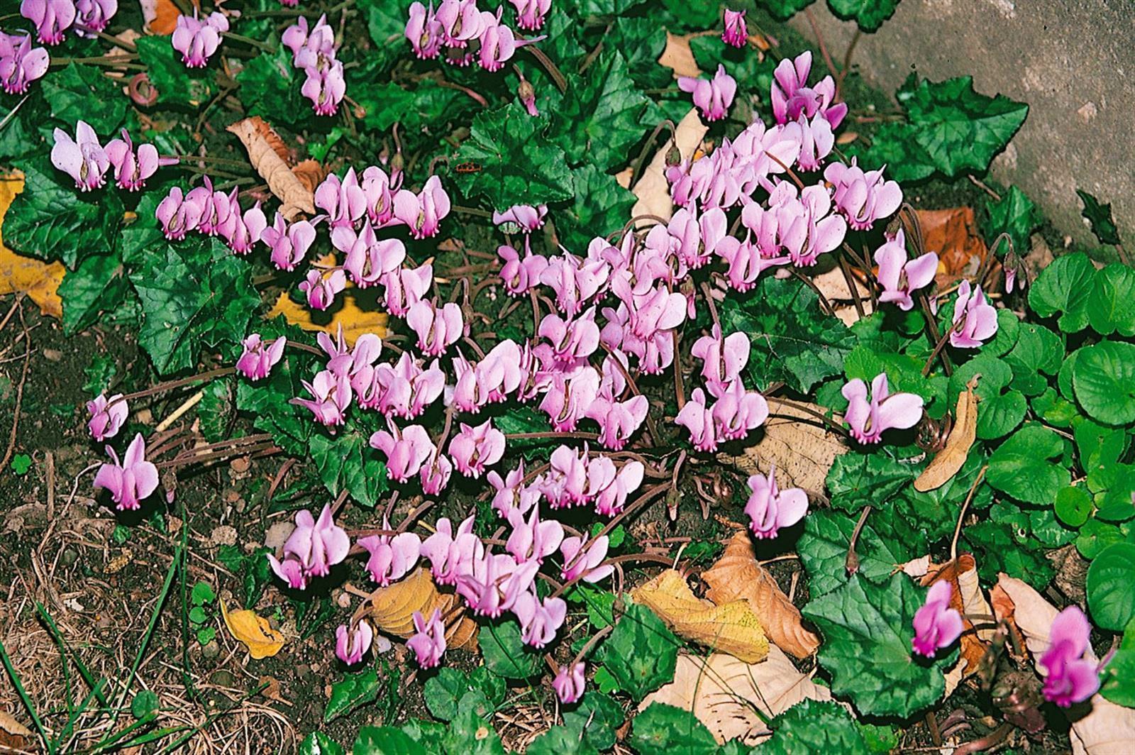 Cyclamen hederifolium 'Rosenteppich', Alpenveilchen, rosa, ca. 9x9 cm Topf 