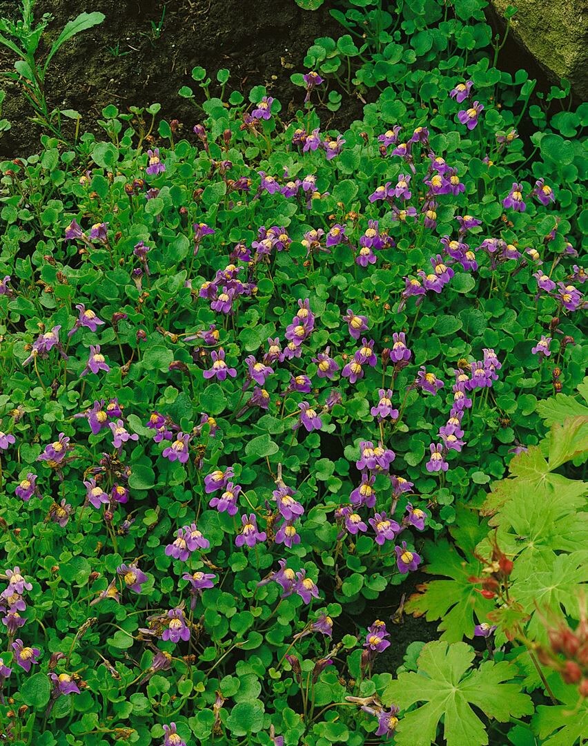 Cymbalaria hepaticifolia, Leberbl&uuml;mchen, ca. 9x9 cm Topf 