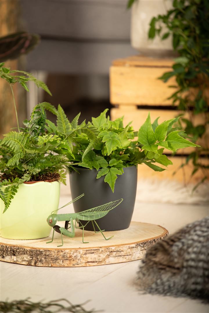 Cyrtomium fortunei, Schildfarn, ca. 9x9 cm Topf 