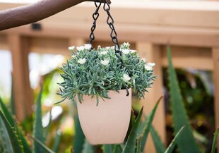 Delosperma congestum 'White Nugget', Mittagsblume, weiß, ca. 9x9 cm Topf 